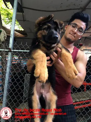 +mua Chó Becgie Với Mức Giá6-12 Triệu +mua Chó Becgie Với Mức Giá6-12 Triệu