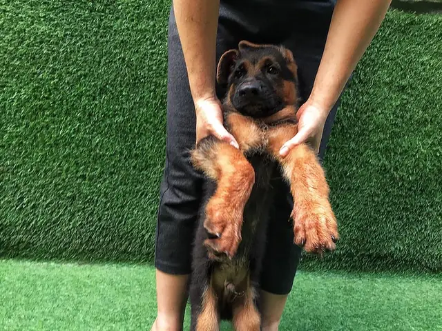 + Mua Chó Becgie Với Mức Giá 3-5 Triệu (==>> Cẩn Thận Chó Lai) + Mua Chó Becgie Với Mức Giá 3-5 Triệu (==>> Cẩn Thận Chó Lai)