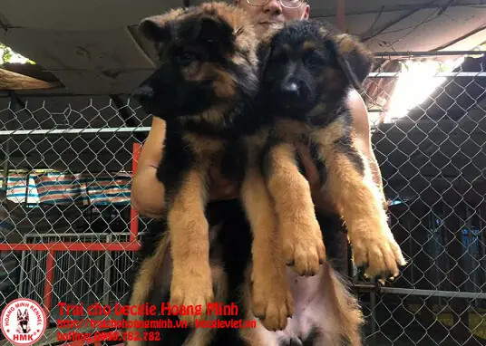 +mua Chó Becgie Với Mức Giá16-20 Triệu +mua Chó Becgie Với Mức Giá16-20 Triệu