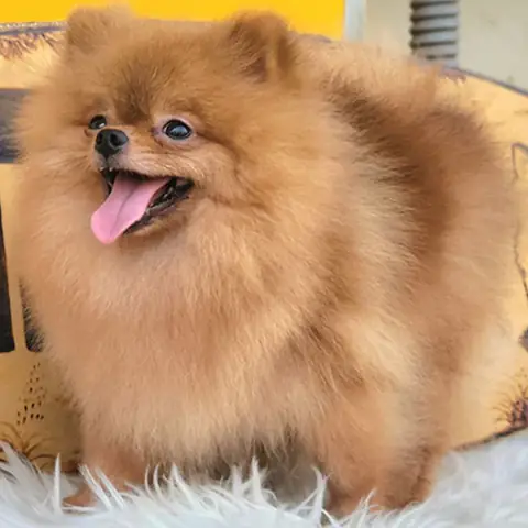 Chó Becgie Đẻ Mấy Con? Giải Đáp Từ Chuyên Gia Chó Becgie Đẻ Mấy Con? Giải Đáp Từ Chuyên Gia