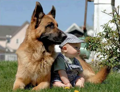 Đặc Điểm Cơ Thể Giống Chó Becgie Đức Đặc Điểm Cơ Thể Giống Chó Becgie Đức