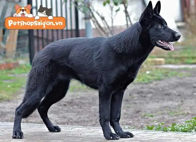 Chó Becgie Đức Đen Tuyền: Đặc Điểm, Nguồn Gốc Và Cách Chăm Sóc Chó Becgie Đức Đen Tuyền: Đặc Điểm, Nguồn Gốc Và Cách Chăm Sóc