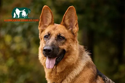 Cách Chọn Chó Becgie Đức Khôn? Mua Chó Becgie Đức Thuần Chủng Giá Bao Nhiêu?