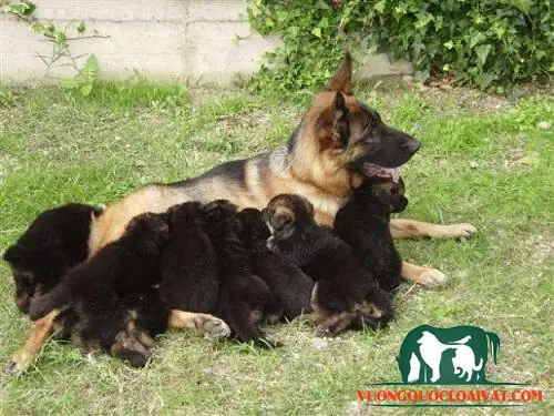 Đặc Tính Của Những Chú Chó Becgie Đức