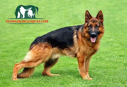 Những Thông Tin Về Chó Becgie Đức