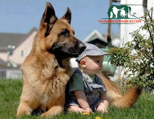 Chó Becgie Đức Nặng Bao Nhiêu Kg? Ngoại Hình Như Thế Nào?