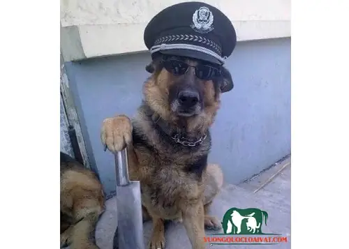 Chó Becgie Đức Bao Nhiêu Tiền?