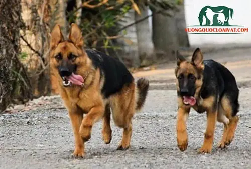 Chó Becgie Đức Lông Dài Chó Becgie Đức Lông Dài