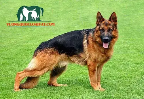 Tính Cách Và Đặc Điểm Nổi Bật