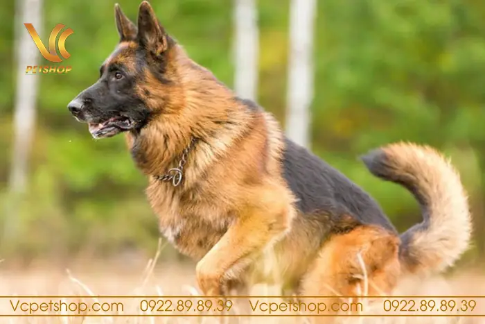 Theo Dõi Sự Thay Đổi Về Cân Nặng Và Tư Vấn Với Bác Sĩ Thú Y Nếu Cần Thiết: