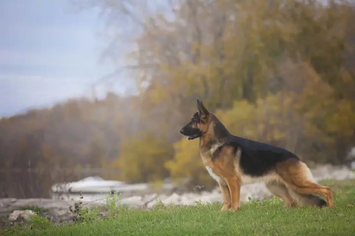 Tại Sao Phải Mua Chó Becgie Đức Thuần Chủng?