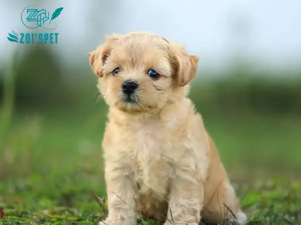 Chó Becgie Lai Gấu Trưởng Thành: Đặc Điểm, Chăm Sóc & Những Điều Bạn Cần Biết