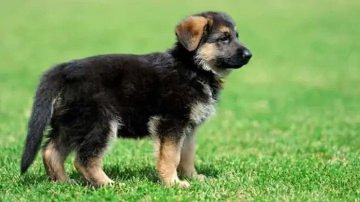 3kinh Nghiệm Mua Chó Becgie