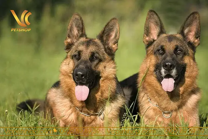 Hoạt Động Và Tập Thể Dục: