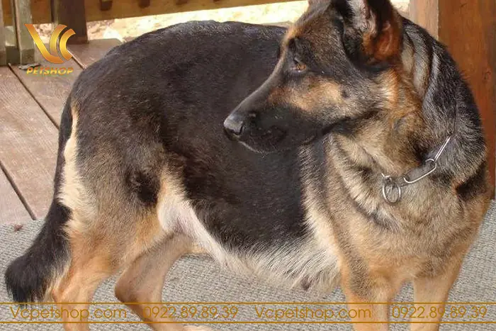 Phương Pháp Xác Định Mang Thai Của Chó Becgie: Phương Pháp Xác Định Mang Thai Của Chó Becgie: