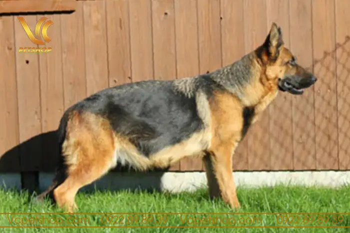 Chó Becgie Mang Thai Bao Nhiêu Ngày? Cách Nhận Biết Và Chăm Sóc Tốt Nhất Chó Becgie Mang Thai Bao Nhiêu Ngày? Cách Nhận Biết Và Chăm Sóc Tốt Nhất