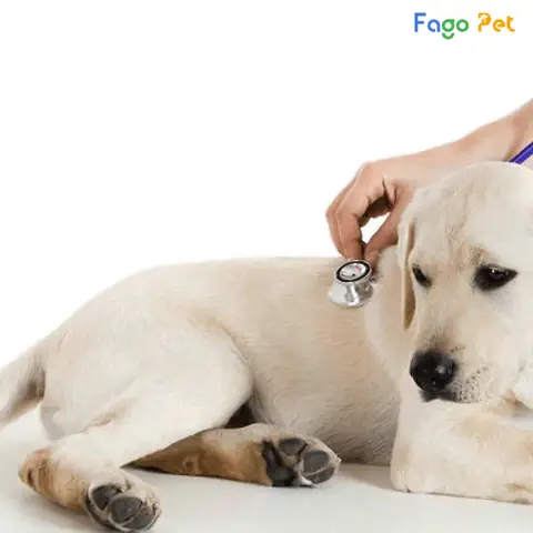 Thuốc Trị Bại Liệt Cho Chó An Toàn, Hiệu Quả Thuốc Trị Bại Liệt Cho Chó An Toàn, Hiệu Quả