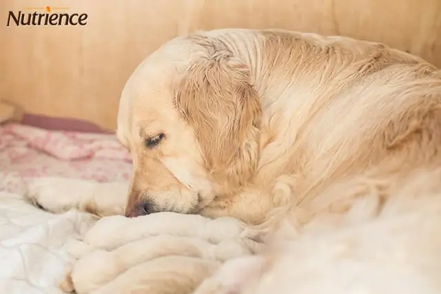 Cách Chăm Sóc Chó Mẹ Sau Khi Sinh Và Những Điều Cần Lưu Ý