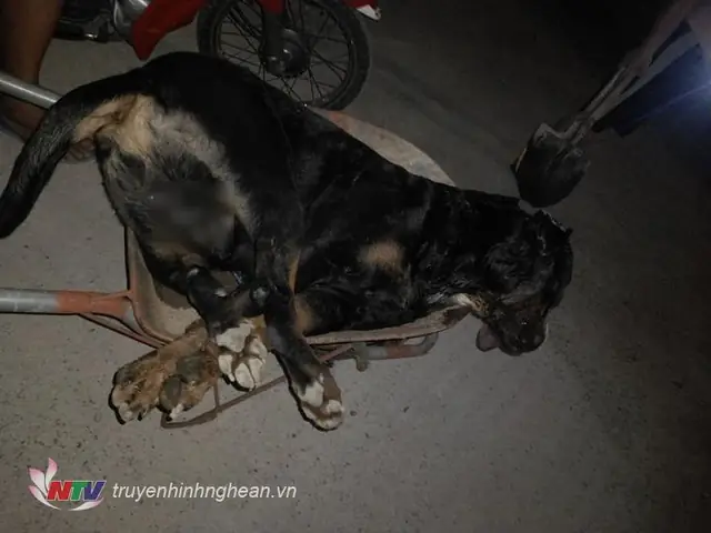 Chó Bị Bò Cạp Cắn: Dấu Hiệu, Xử Trí Cấp Cứu Và Cách Phòng Ngừa Hiệu Quả