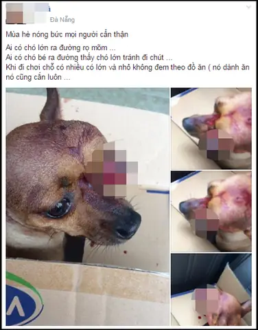 Chó Bị Bò Cạp Cắn: Dấu Hiệu, Xử Trí Cấp Cứu Và Cách Phòng Ngừa Hiệu Quả