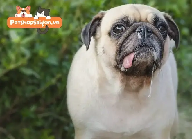 Chó Bị Cảm Sổ Mũi: Nguyên Nhân, Dấu Hiệu Và Cách Chữa Trị Chó Bị Cảm Sổ Mũi: Nguyên Nhân, Dấu Hiệu Và Cách Chữa Trị