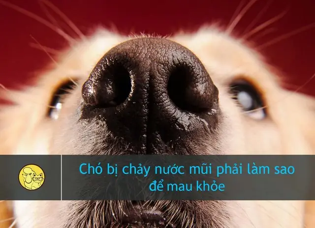 Chó Bị Cảm Sổ Mũi: Nguyên Nhân, Dấu Hiệu Và Cách Chữa Trị Chó Bị Cảm Sổ Mũi: Nguyên Nhân, Dấu Hiệu Và Cách Chữa Trị