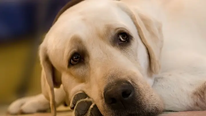 2bệnh Viêm Gan Truyền Nhiễm 2bệnh Viêm Gan Truyền Nhiễm