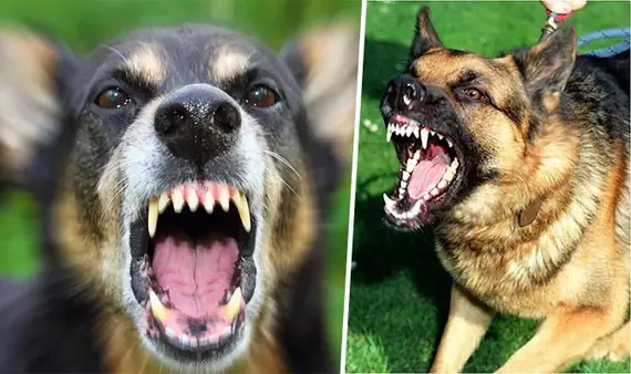 Có Nhận Biết Được Chó Mèo Mang Mầm Bệnh Dại Không? Có Nhận Biết Được Chó Mèo Mang Mầm Bệnh Dại Không?