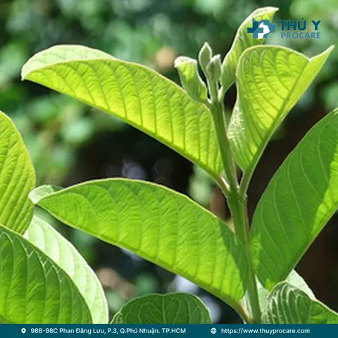 Cách Chữa Bệnh Care Ở Chó Bằng Lá Ổi