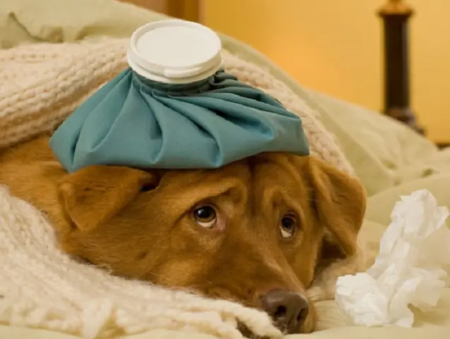 Chó Bị Care Là Loại Bệnh Gì? Chó Bị Care Là Loại Bệnh Gì?