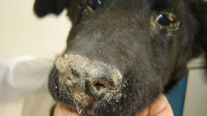 Nguyên Nhân Chó Bị Care Co Giật Nguyên Nhân Chó Bị Care Co Giật