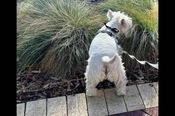 Nguyên Nhân Chó Bị Hạ Bàn