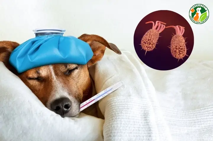 Nhiễm Trùng Đường Ruột