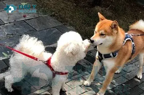 Các Giai Đoạn Của Chu Kỳ Kinh Nguyệt Ở Chó