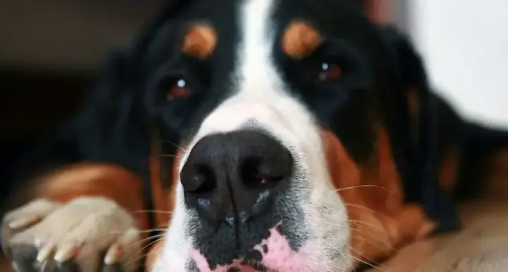 Chó Bị Chảy Máu Lưỡi: Nguyên Nhân, Cách Xử Lý Và Khi Nào Cần Đưa Đến Bác Sĩ Thú Y