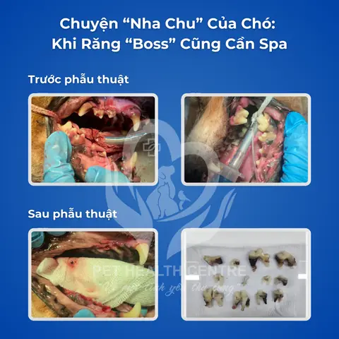 Chó Bị Chảy Máu Miệng Chó Bị Chảy Máu Miệng