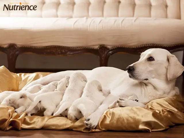 Cho Chó Mẹ Thoải Mái Về Thời Gian Biểu Cho Chó Mẹ Thoải Mái Về Thời Gian Biểu