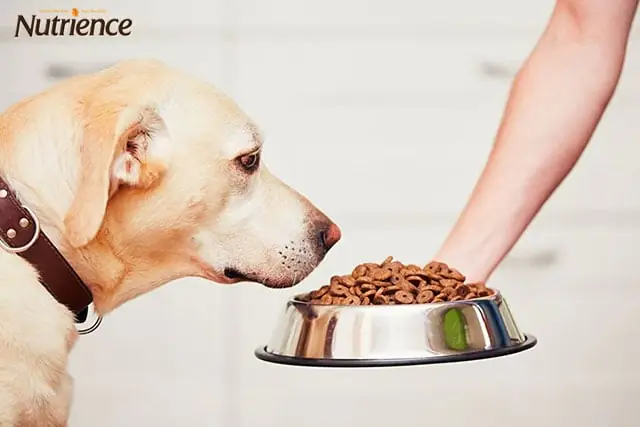 Cách Chăm Sóc Chó Mới Đẻbằng Chế Độ Dinh Dưỡng