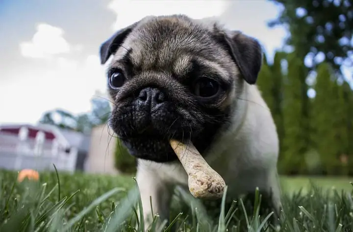 Nguyên Nhân Chó Con Bị Tiêu Chảy