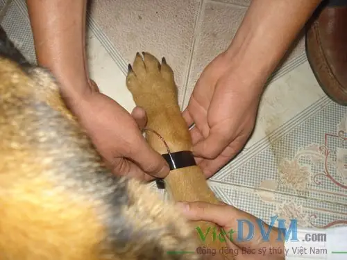 Nguyên Nhân Và Triệu Chứng Bệnh Nguyên Nhân Và Triệu Chứng Bệnh