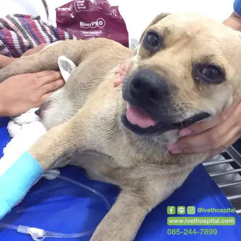 Chó Bị Co Rút Chân