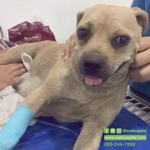 Chó Bị Co Rút Chân