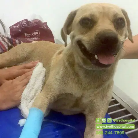 Chó Bị Co Rút Chân