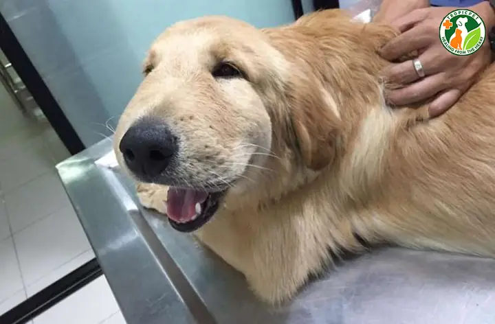 Dấu Hiệu Nhận Biết Khi Chó Bị Ong Đốt