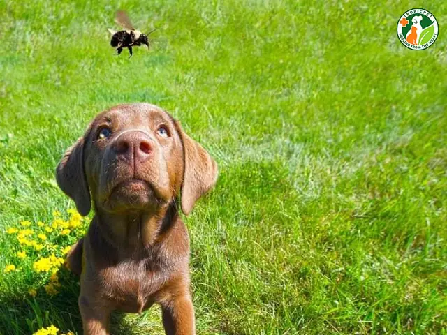 Tại Sao Chó Lại Dễ Bị Ong Đốt?