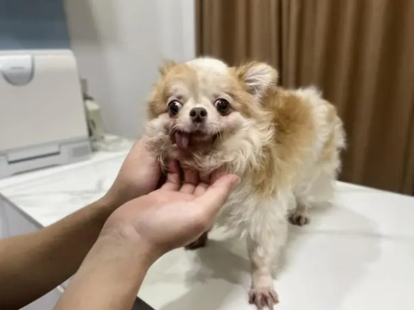 Biểu Hiện Cho Thấy Chó Đang Gặp Vấn Đề Về Sức Khỏe Răng Miệng Biểu Hiện Cho Thấy Chó Đang Gặp Vấn Đề Về Sức Khỏe Răng Miệng