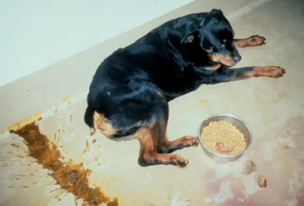 Lam Cho Cun Ngung Tieu Chay 1