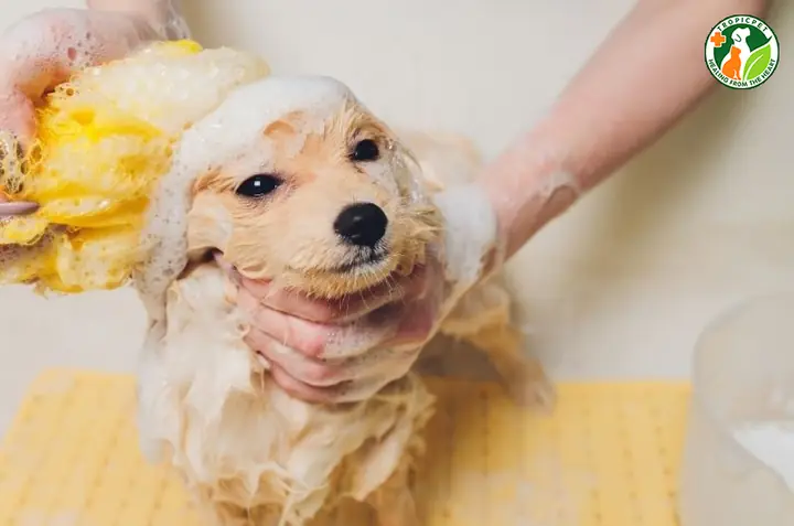 Dị Ứng Với Hóa Chất