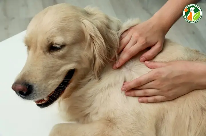 Biện Pháp Xử Lý Chó Bị Dị Ứng Tại Nhà