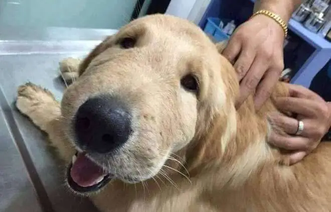 Chó Bị Dị Ứng Sưng Mặt: Nguyên Nhân, Dấu Hiệu & Cách Xử Lý Kịp Thời